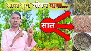 साल वृक्ष जीवनदाता | सखुआ का पेड़ | sal ke beej | use of sal tree seed @sapahitand