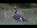 wild turkey gobbling