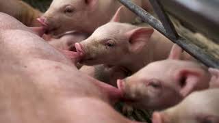 Sow Housing