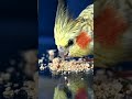 watch as she eats and makes cute faces birds birdcompilation cutebirds cockatiel parrot