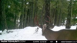 6 Months On A Coastal B.C. Trail Camera