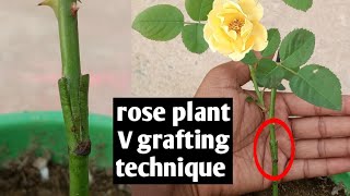 This Technique To Make Hybrid Rose Plant | Rose Plant Grafting Video | V Grafting