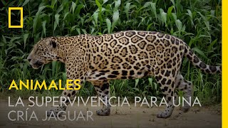 Esta madre jaguar enseña a su cría todo lo necesario para sobrevivir | NATIONAL GEOGRAPHIC ESPAÑA