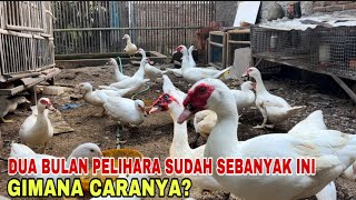 CARA CEPAT MENGEMBANGKAN TERNAK ENTOK