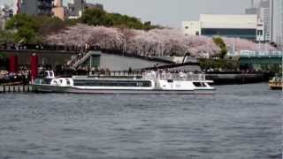 TOKYO RIVER CRUISE \u0026 TOKYO SKY TREE with Japanese Cherry