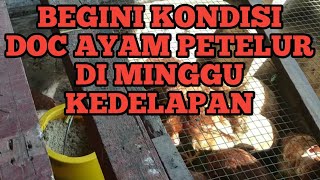 14. PERKEMBANGAN DOC AYAM PETELUR SAMPAI MINGGU KEDELAPAN