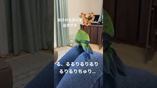 自分の名前ルリを連呼する自作の歌を披露するインコ