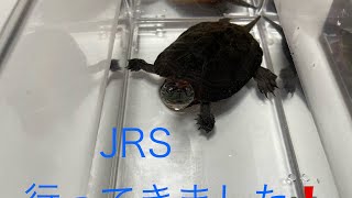 静岡爬虫類イベントJRSでお迎えした生体を紹介します