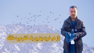 باز هم خرید بهترین یک کفتر مورد علاقه/0186Afghan Shawqi