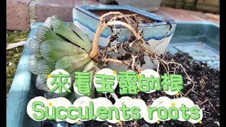 來看玉露的根 Succulents roots