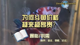 打架鱼价格越来越贵?斗鱼有哪几种颜色?如何分类?决定价格的主要因素? 【斗鱼篇】