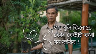 গছ পুলি কিনোতে কোন কেইটা কথা মন কৰিব ? Select and Buy Healthy Plants for your Garden