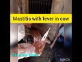 mastitis with fever in cow l dr.umar khan