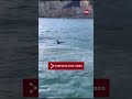 agentes del medio natural rescatan a dos delfines varados en santoña