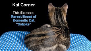 Rarest Breed of Domestic Cat - Sokoke