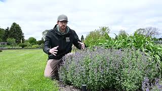 Nepeta Comparison | Walters Gardens