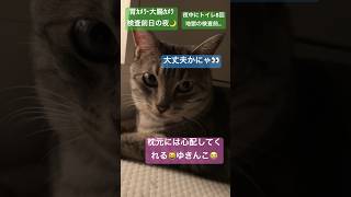 【猫動画】#胃カメラ #大腸カメラ #検査を受ける飼い主#初めての下剤#心配してくれる猫#ゆきんこ #ニャチュラルライフ#次回、検査結果と費用を報告します