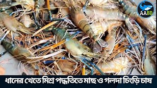 ধানের খেতে মিশ্র পদ্ধতিতে মাছ ও গলদা চিংড়ি চাষ (Carp Golda Poly-Culture in Paddy Field)