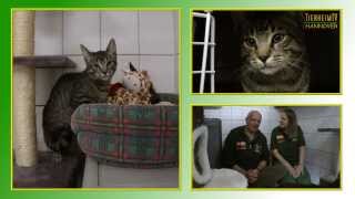 Katzenvermittlung - September/Oktober 2013 (Tierheim Hannover TV)