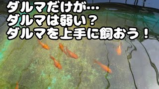 【メダカ飼育】ダルマメダカを上手に飼おう！