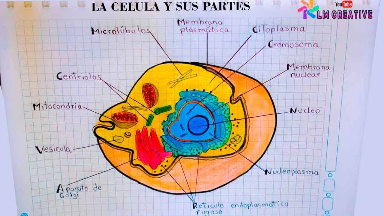 DIBUJO DE LA CÉLULA Y SUS PARTES / The Cell And Its Parts - YouTube