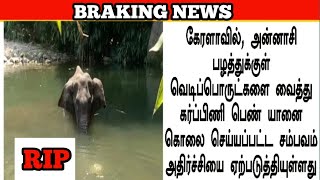 அன்னாசி பழத்தில் வெடி வைத்து கொடூரமாக கொலை செய்யப்பட்ட யானை | Kerala elephant video