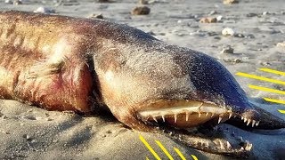 5 Most Mysterious Creatures Caught in Texas!