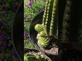 how to remove a basal pup from a large cactus