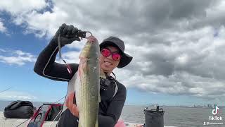 So big Flathead grey mullet #anglers #bigfish