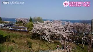 石川県に春の便り!!視聴者が撮影した桜を一挙紹介