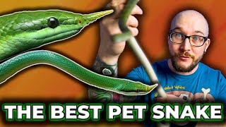 This is the Best Pet Snake You've Never Heard Of! | Rhino Rat Snake