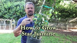 How to grow Star Jasmine (Confederate Jasmine) with a detailed description