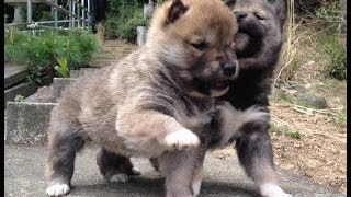 柴犬の子犬が子供と初めての散歩