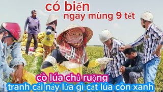 biến căng lúa rớt giá 5-100₫ cò lúa chủ ruộng hủy hợp đồng tranh cải như phim hành động