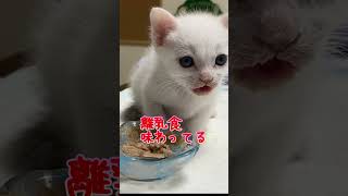 離乳食が美味し過ぎて放心してしまう子猫