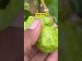 Noni Fruit Plant 🌱 Available @7318804349 #fruit