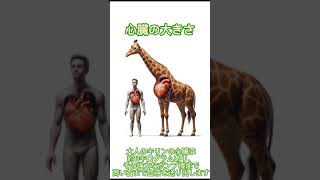 キリンに関する面白い雑学 日々の生活に、小さな気付きと好奇心をお届けできればと思います。#雑学  #勉強　#知識 #トリビア #キリン　#動物　#勉強  VOICEVOX:No.7