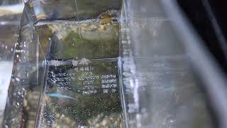 4度目のチャレンジ　エンゼルフィッシュ稚魚🐠