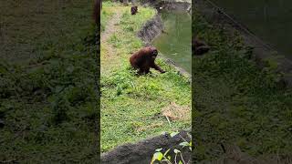 紅毛猩猩Bornean Orangutan/Taipei Zoo