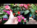 Impatiens & SunPatiens!