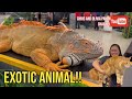 Exotic animal at Kuching