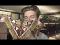 Giant Moths From Philippines