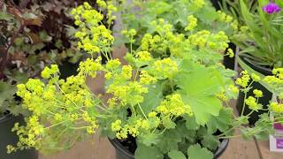 Alchemilla mollis (Lady's Mantle)//Adorable, Easy to💛Grow, STRIKING Perennial!