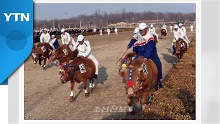 北 경마장에서 소 타고 100m 달린다...\