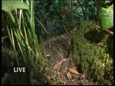 Bbc Springwatch 2013 Episode 6 Youtube