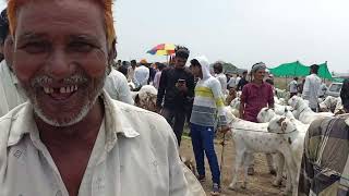 Dewas Bakra Mandi 13 jun 2024 last mandi live update