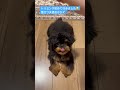 初めてトリミング行きました😌激カワ天使おかか🐶 チワプー ちわぷー おかか ちわわ チワワ といぷーどる トイプードル ぱぴー パピー