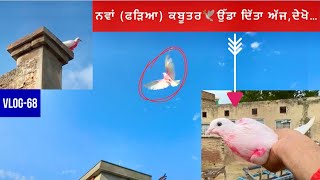 New (ਫੜਿਆ) pigeon🕊️first time flew|| ਫੜੇ ਕਬੂਤਰ ਨੂੰ ਉੱਡਾ ਦਿੱਤਾ|| ਦੇਖੋ ਕੀ ਬਣਿਆ