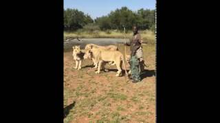 Our walk with the Lions in South Africa | Leanne Gabriel Find me on Instagram: @leannesvp