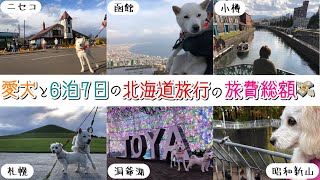 【愛犬と飛行機で北海道旅行✈️かかった金額は？】犬連れ北海道旅行完結❗️GO TOトラベル総値引額も公開❗️【北海道犬・ビションビーグル】